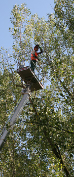 Baumarbeiten Baumpflege