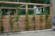 Pergola